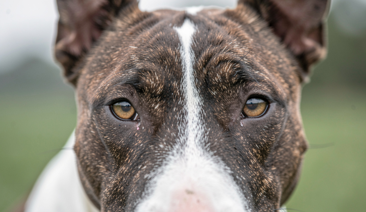 04Les mises à jour : À propos de Lignée Bull Terrier